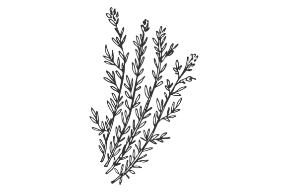 Download Thyme Sketch. Hand Drawn Herb. Botanical - Botanical Collection